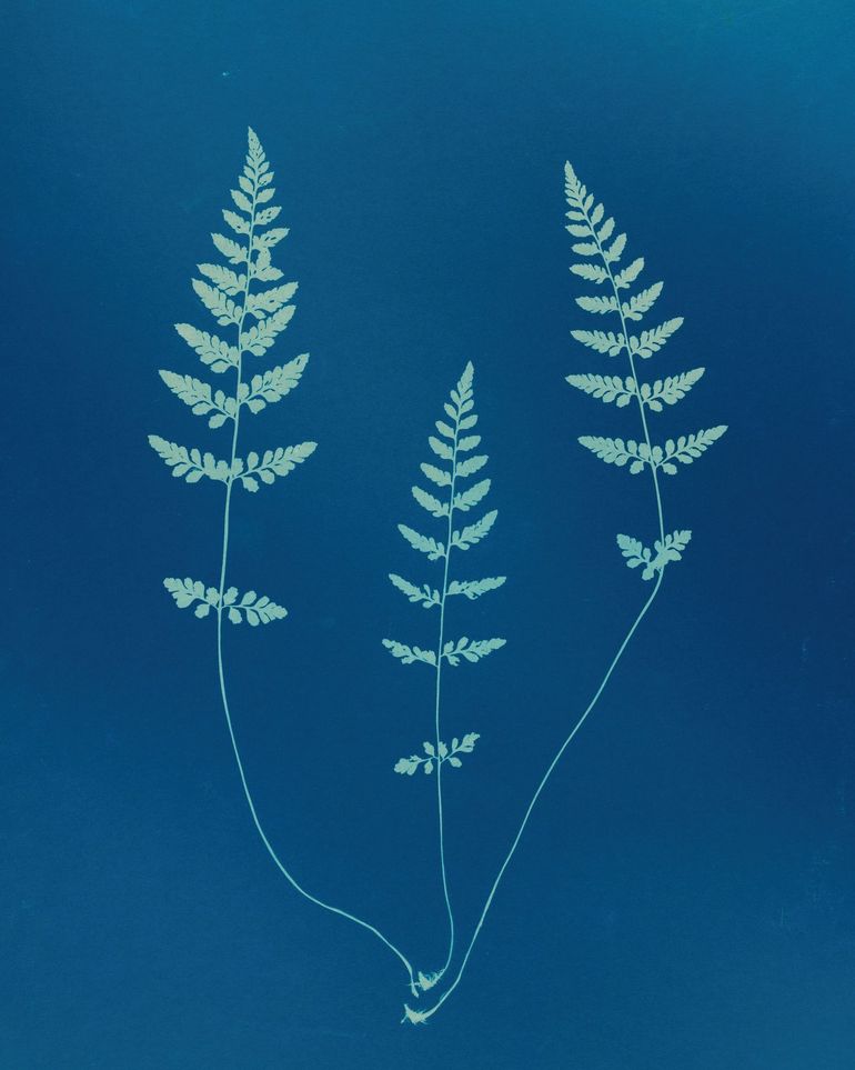 Three ferns in blue
