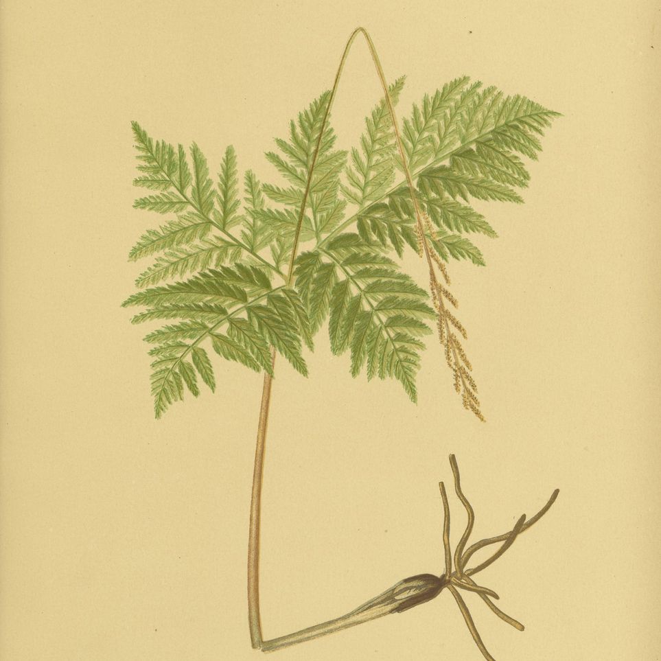 Fern fronds above bare roots