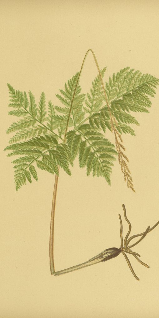 Fern fronds above bare roots