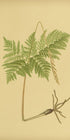 Fern fronds above bare roots