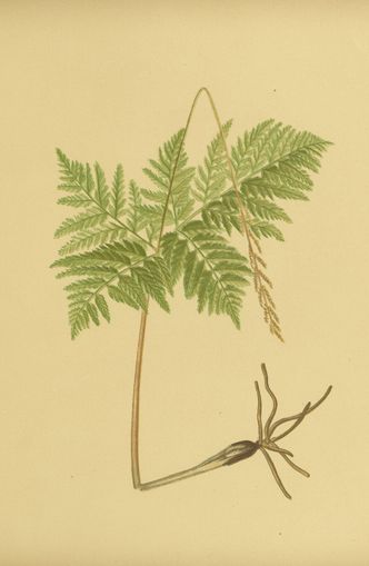 Fern fronds above bare roots