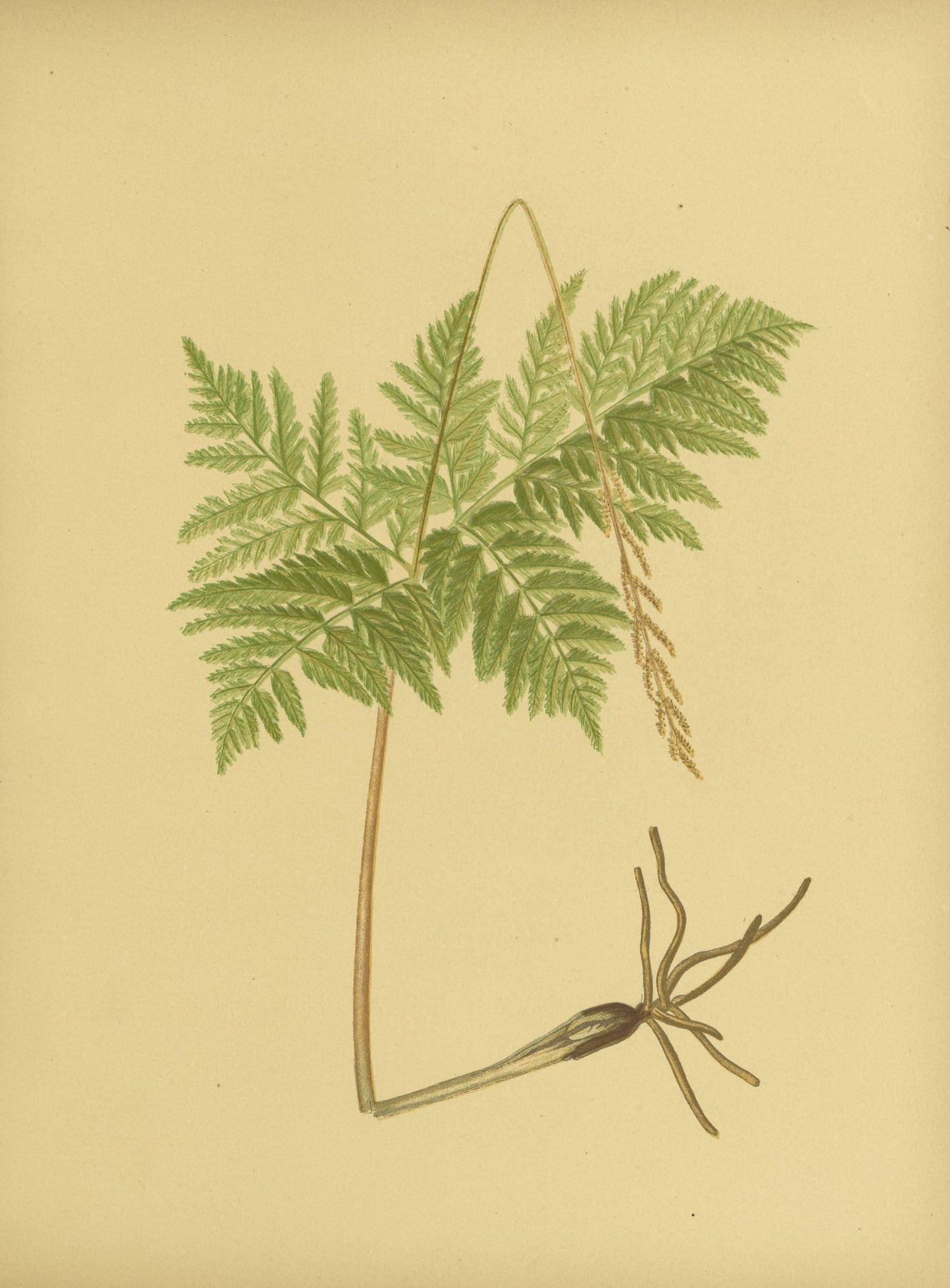 Fern fronds above bare roots