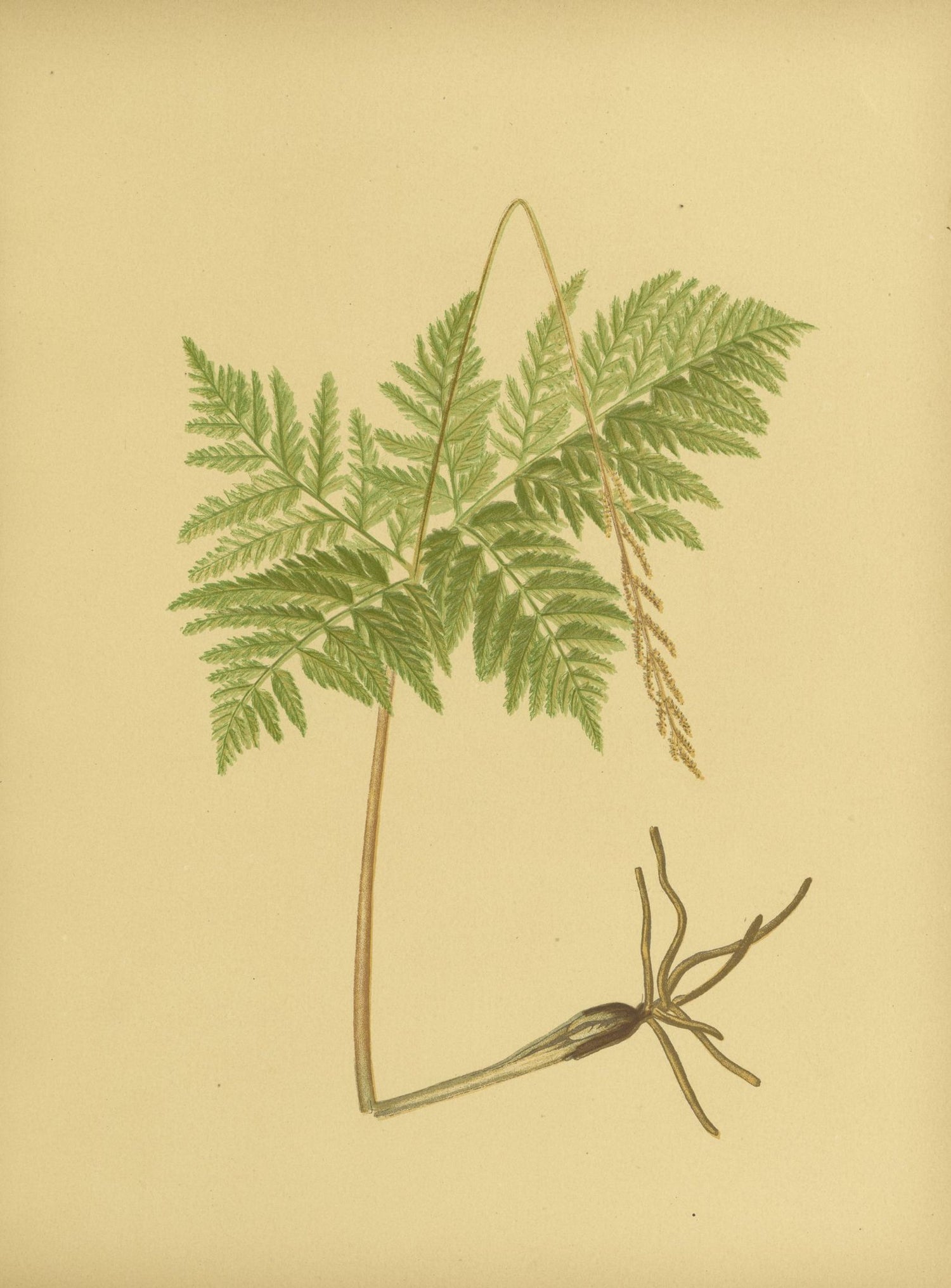 Fern fronds above bare roots
