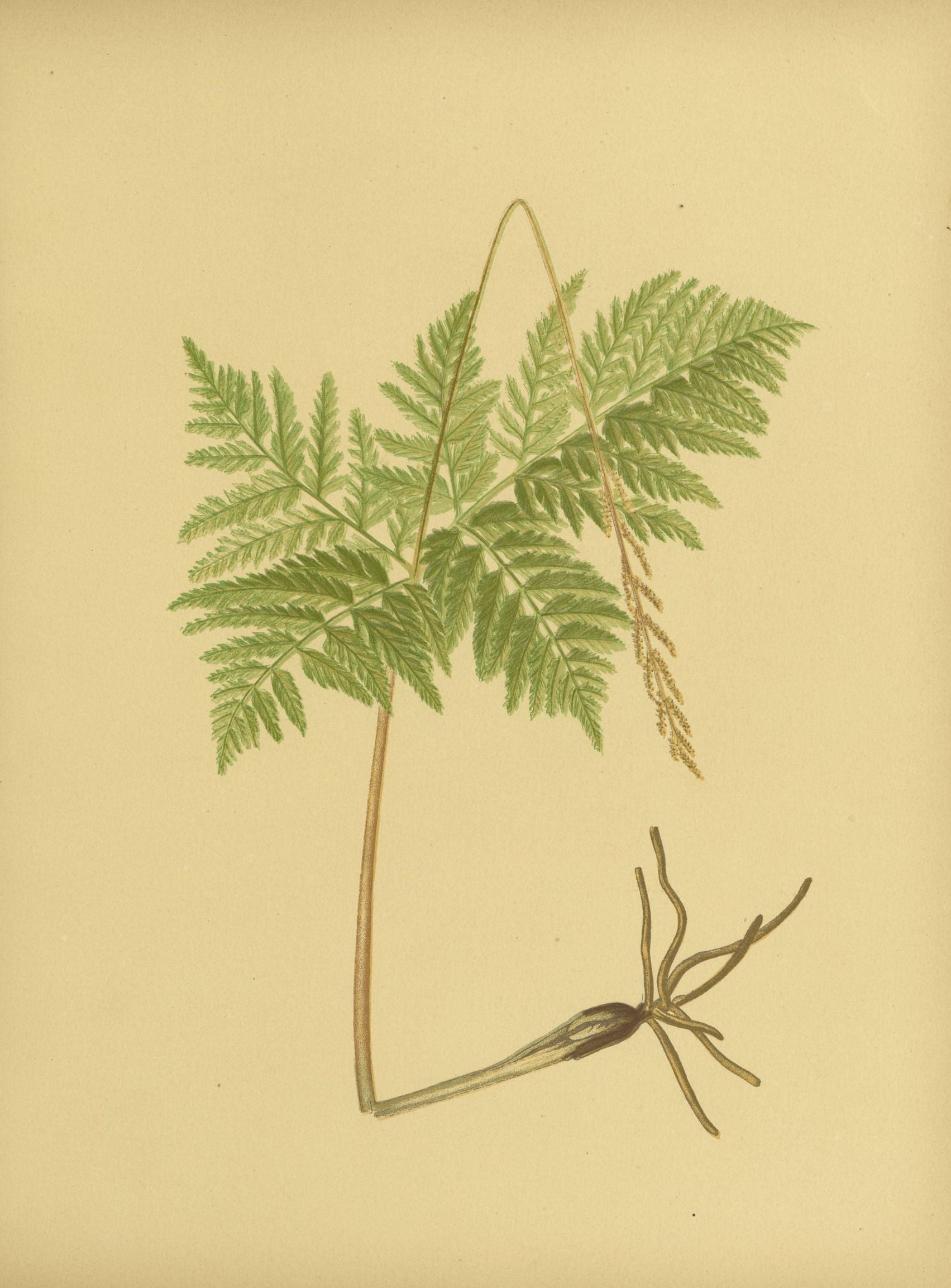 Fern fronds above bare roots