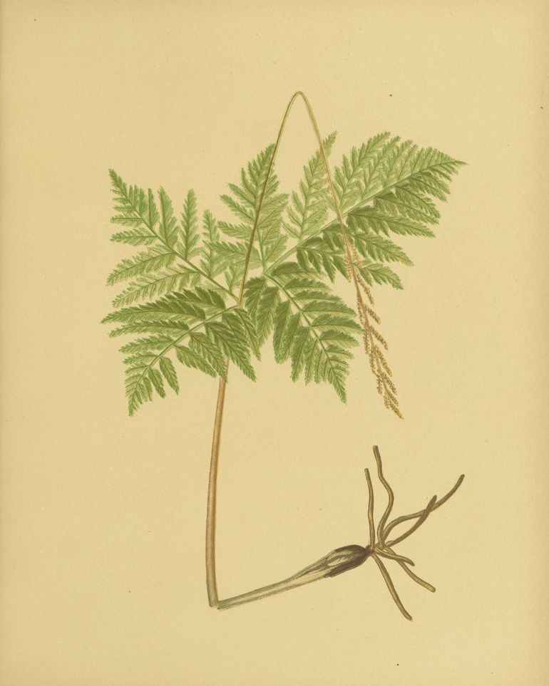 Fern fronds above bare roots