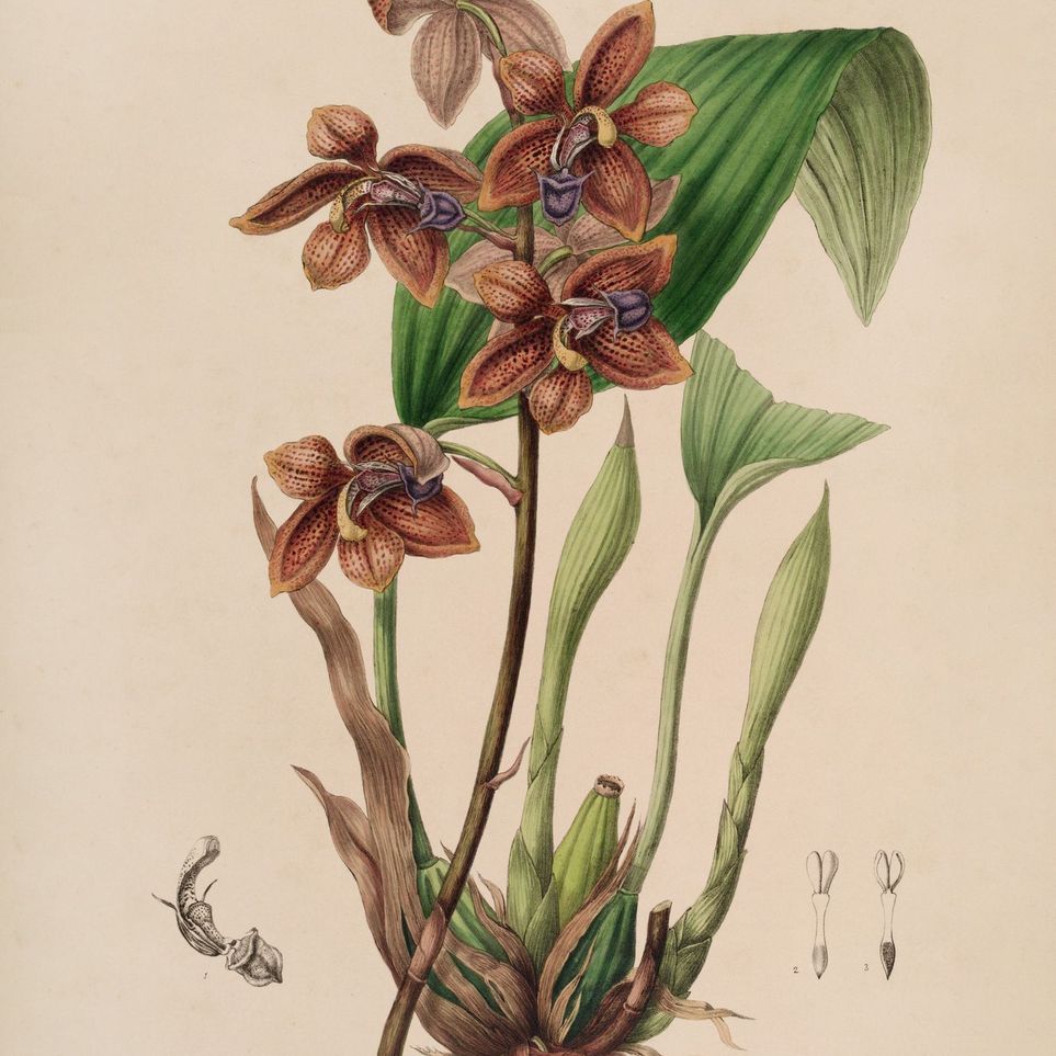 Speckled orchids on pale paper