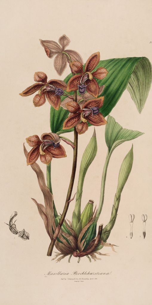 Speckled orchids on pale paper