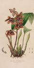 Speckled orchids on pale paper