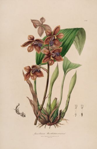 Speckled orchids on pale paper