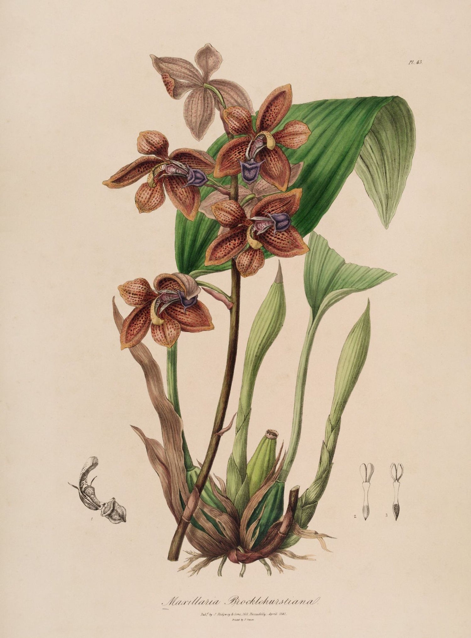 Speckled orchids on pale paper