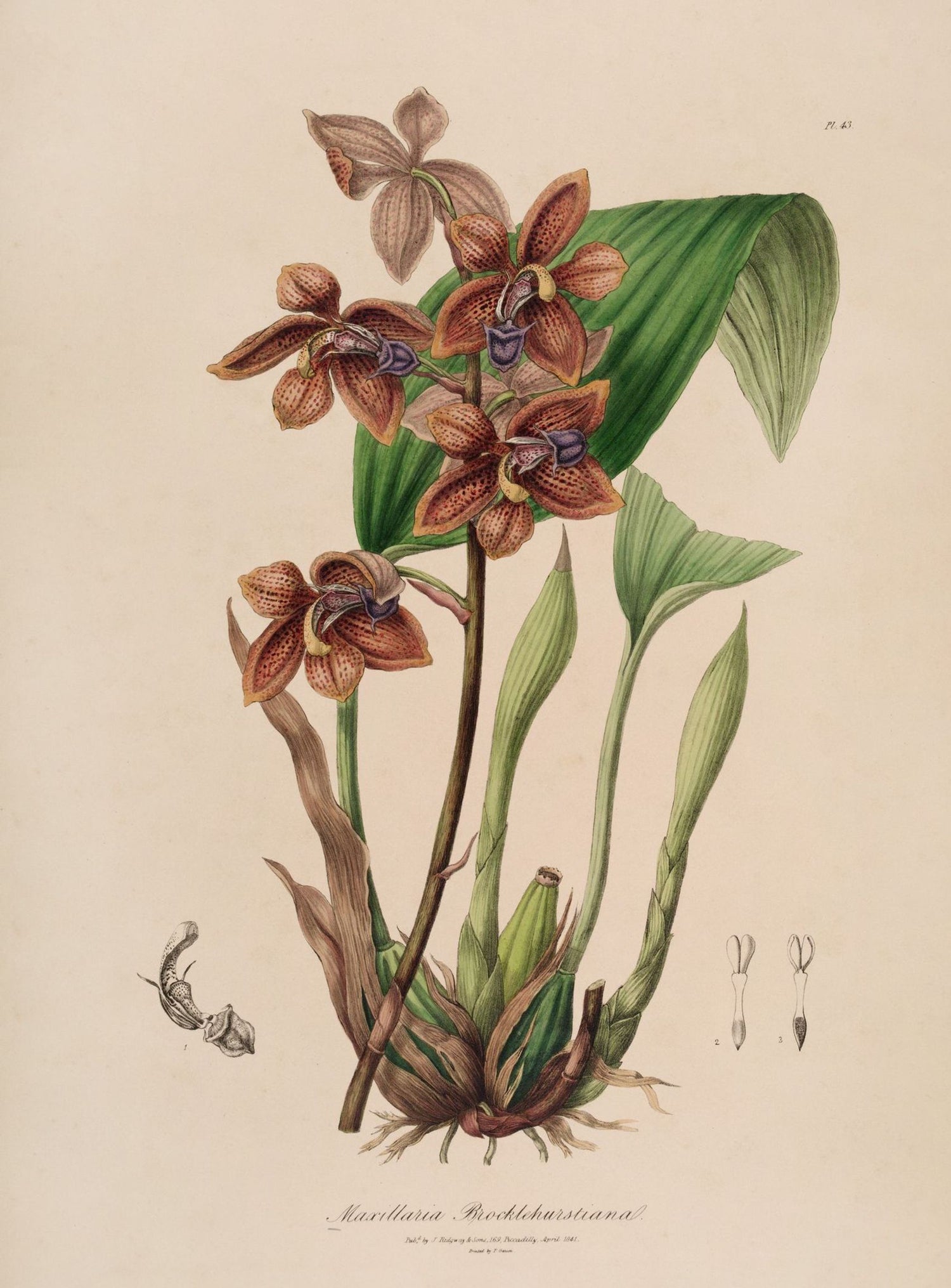 Speckled orchids on pale paper