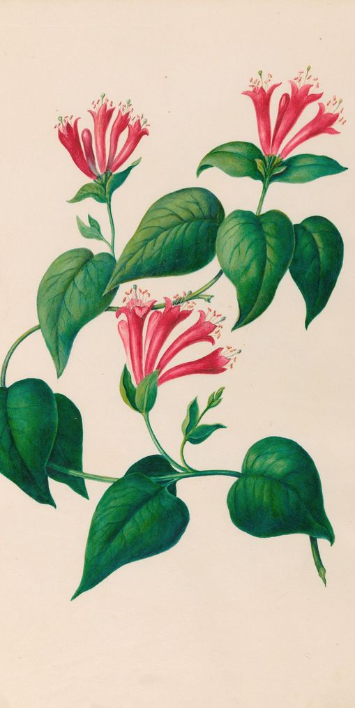 Three trumpets on a vine