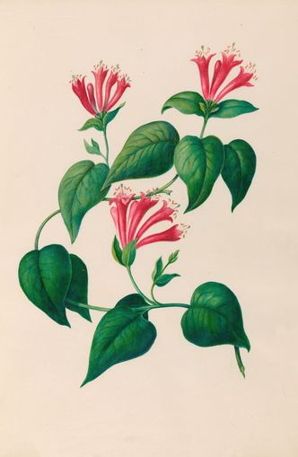 Three trumpets on a vine