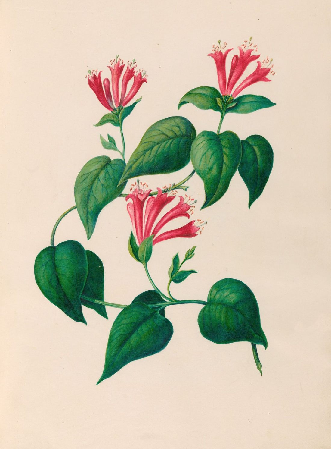 Three trumpets on a vine