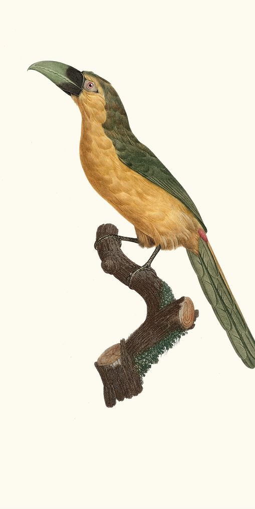Pink eye on the perch