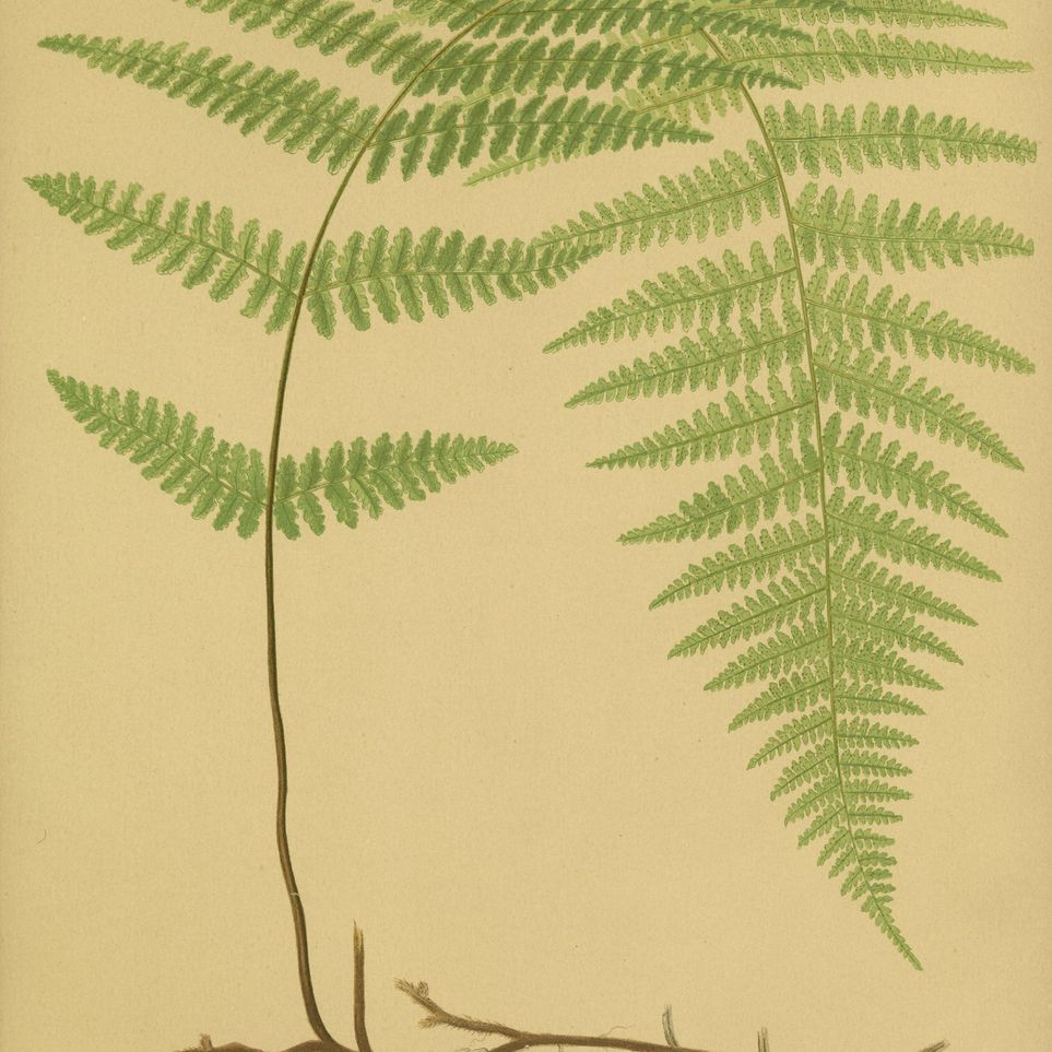 Green frond on tan paper