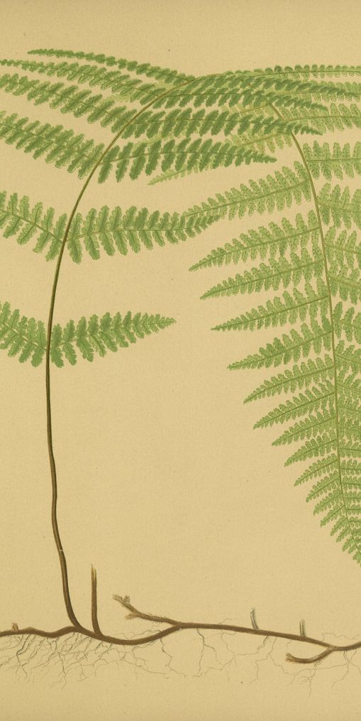 Green frond on tan paper