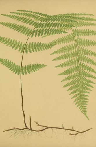 Green frond on tan paper
