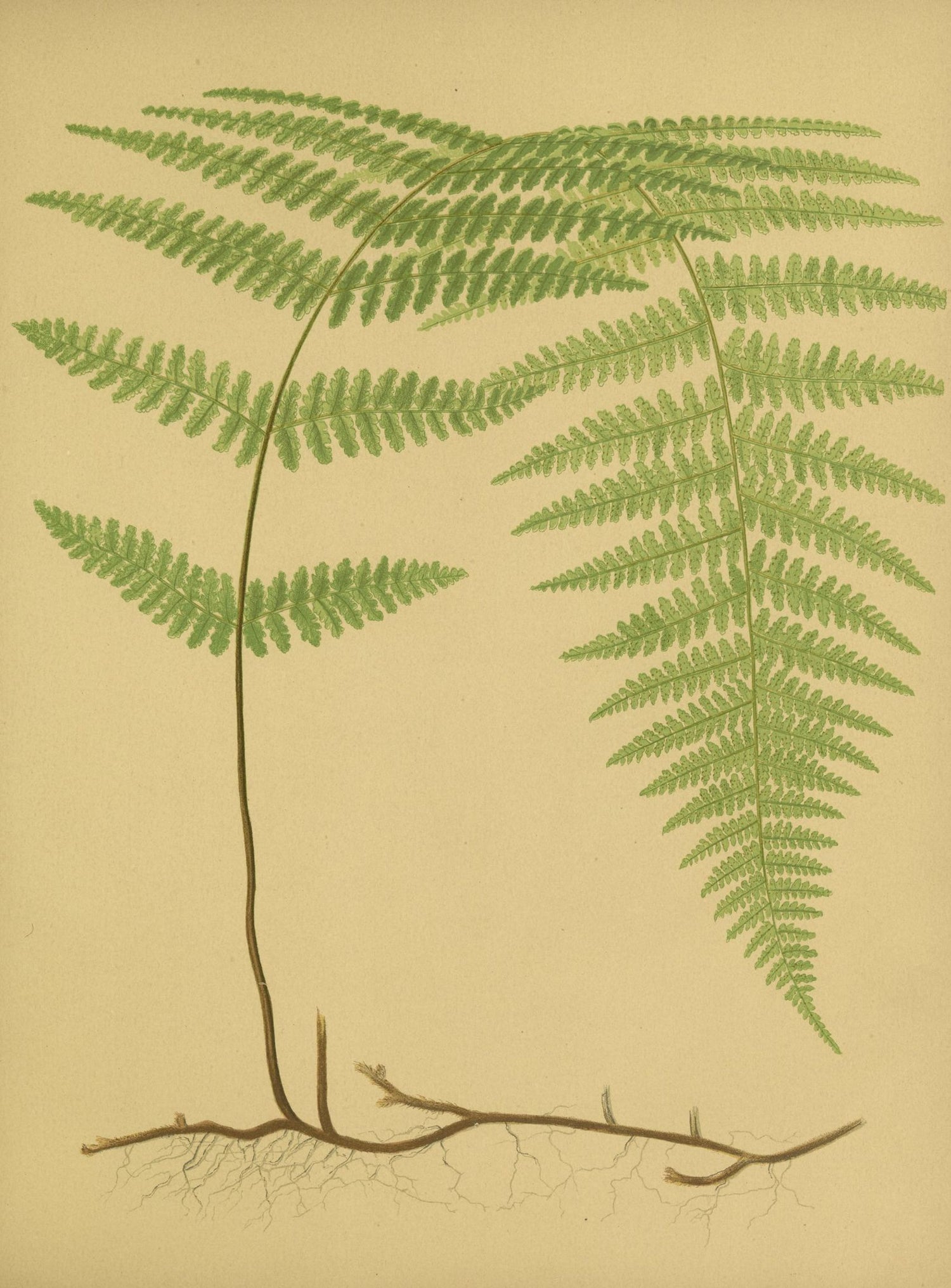 Green frond on tan paper