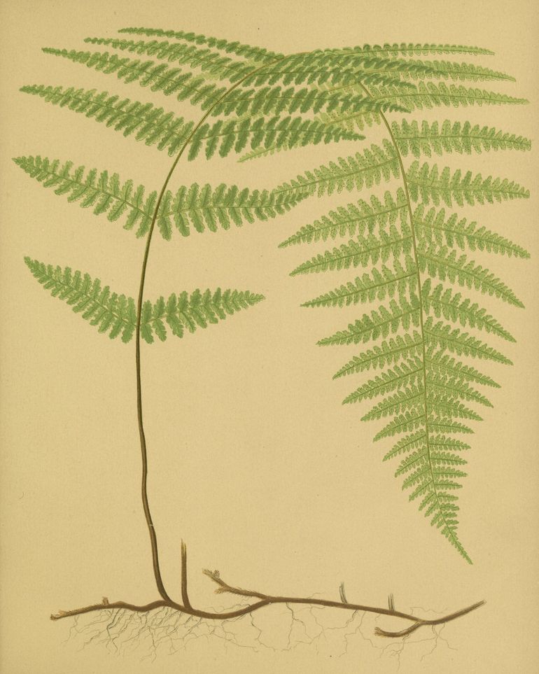 Green frond on tan paper