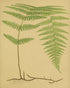 Green frond on tan paper