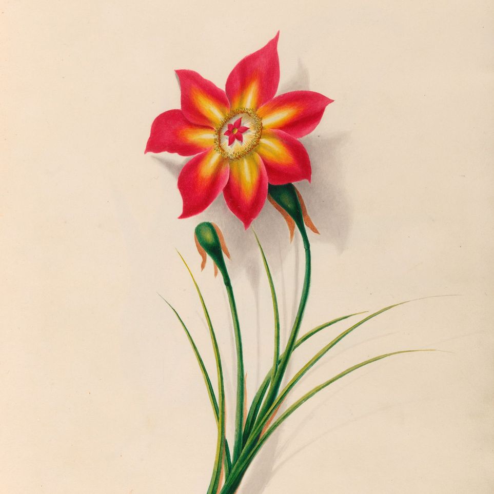 One flower above two buds