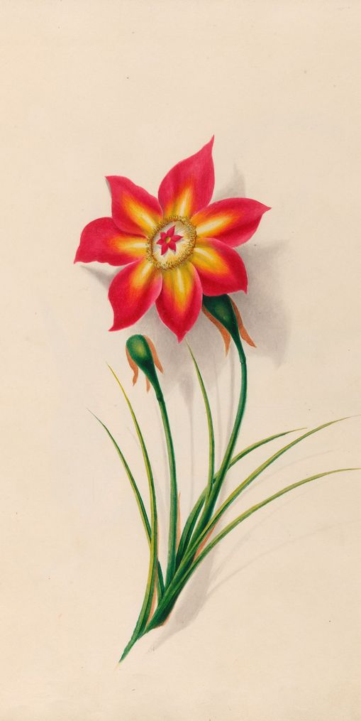 One flower above two buds