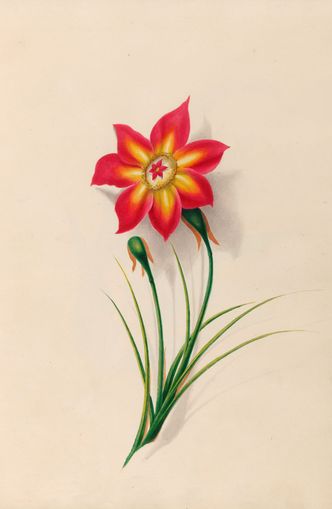 One flower above two buds