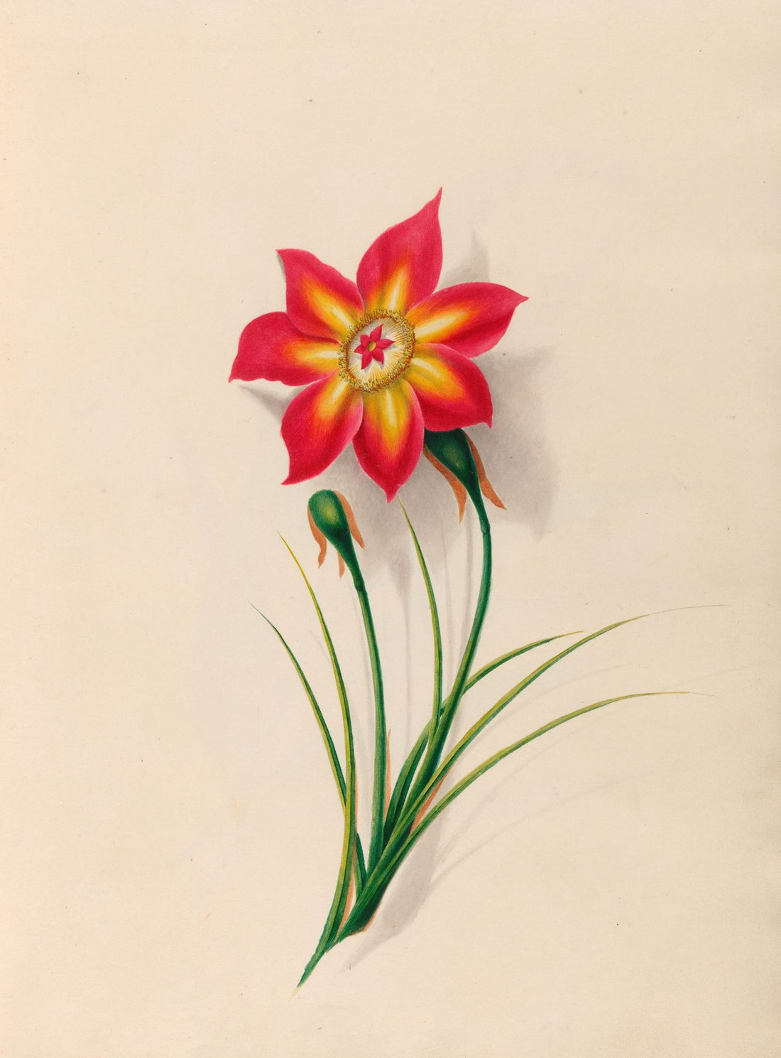 One flower above two buds