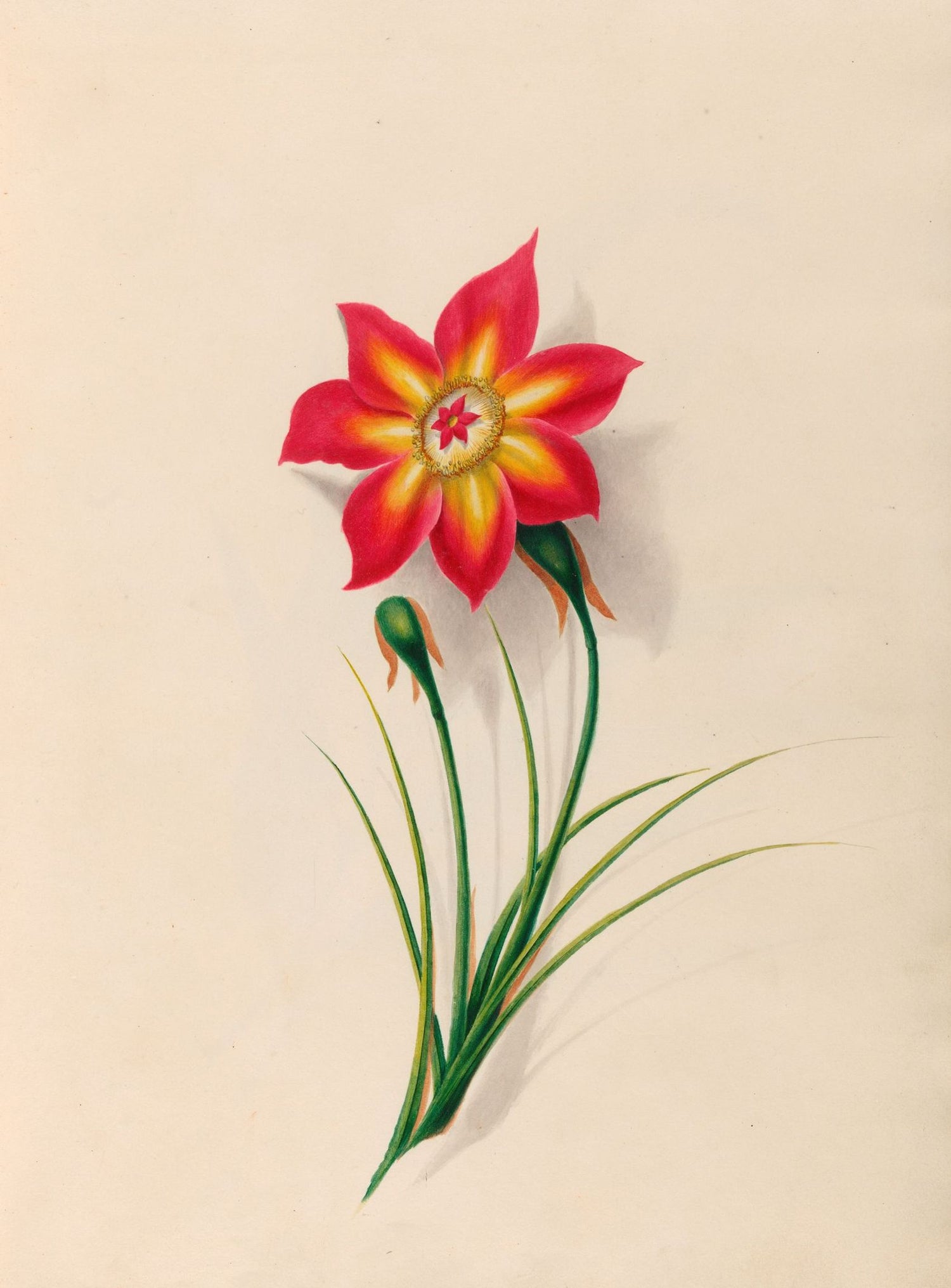 One flower above two buds