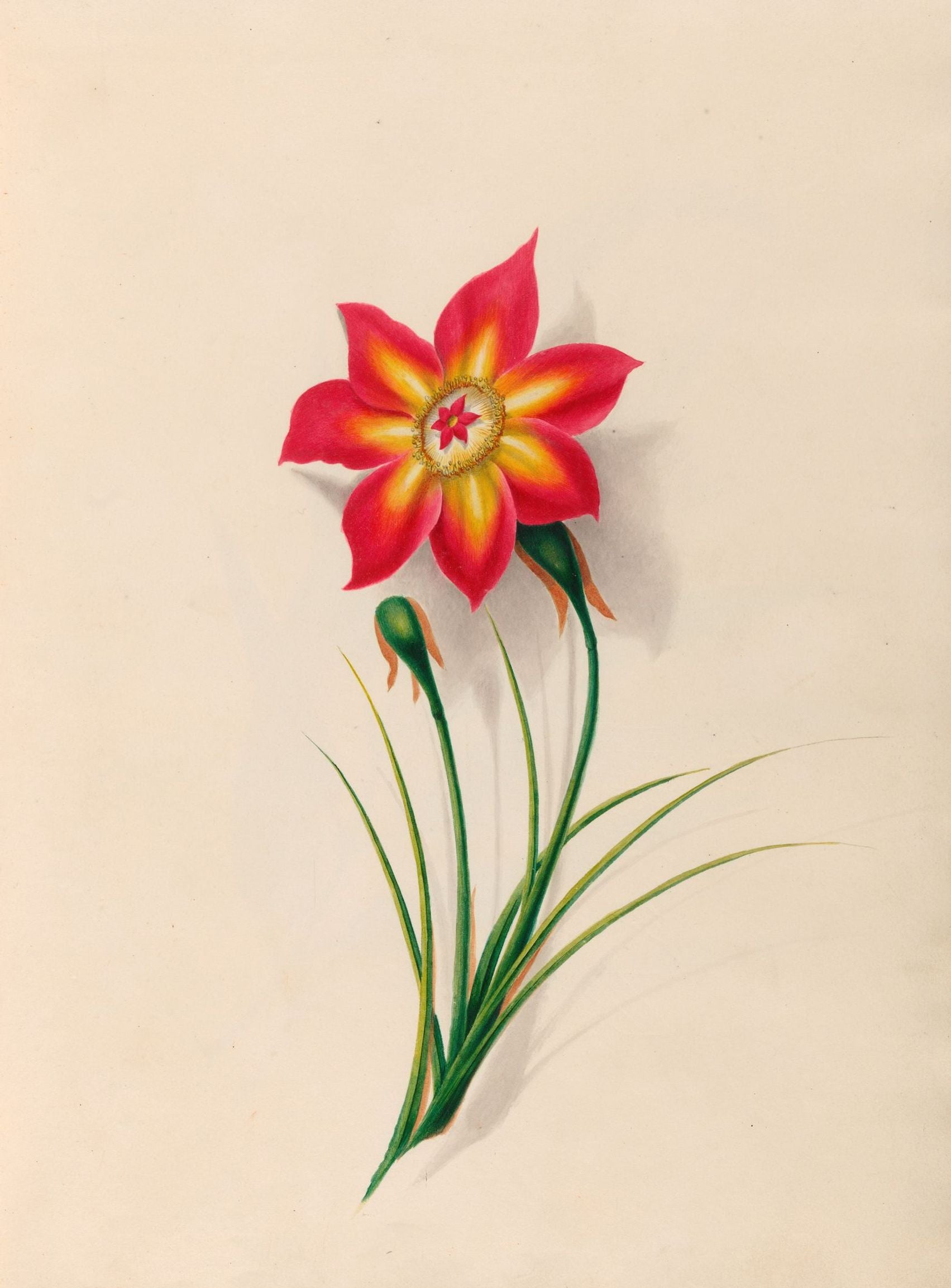 One flower above two buds