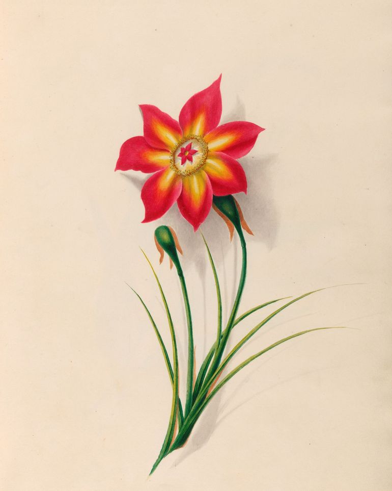 One flower above two buds