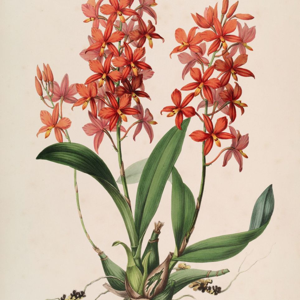 Red orchids on white paper