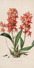 Red orchids on white paper