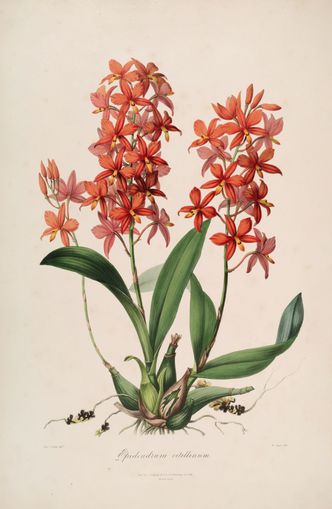 Red orchids on white paper
