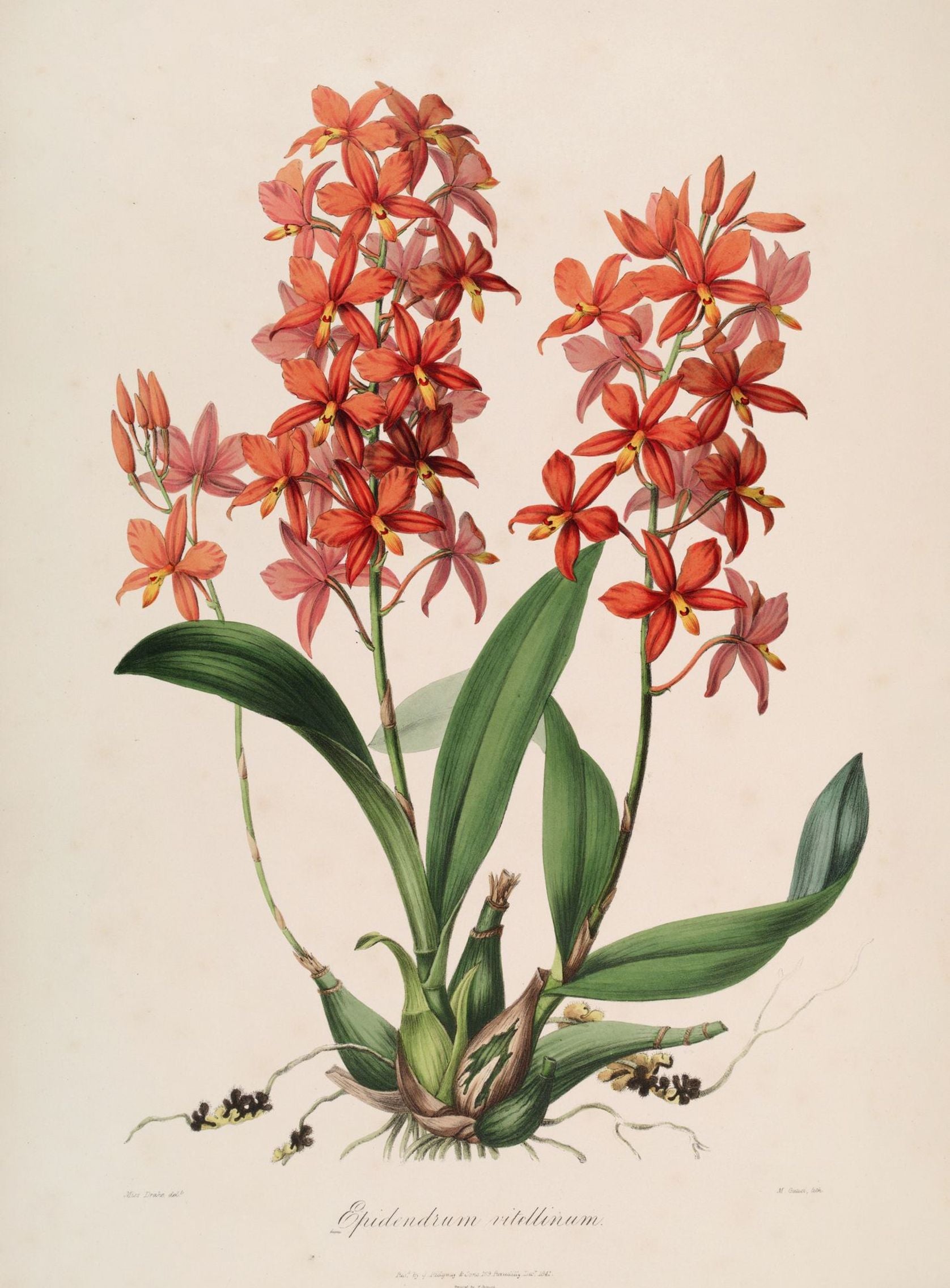 Red orchids on white paper