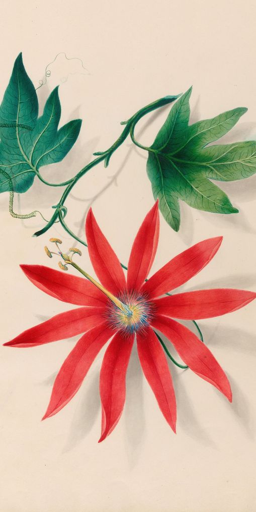 Red bloom on green vine
