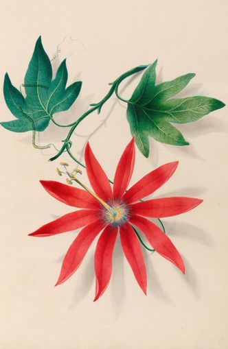 Red bloom on green vine