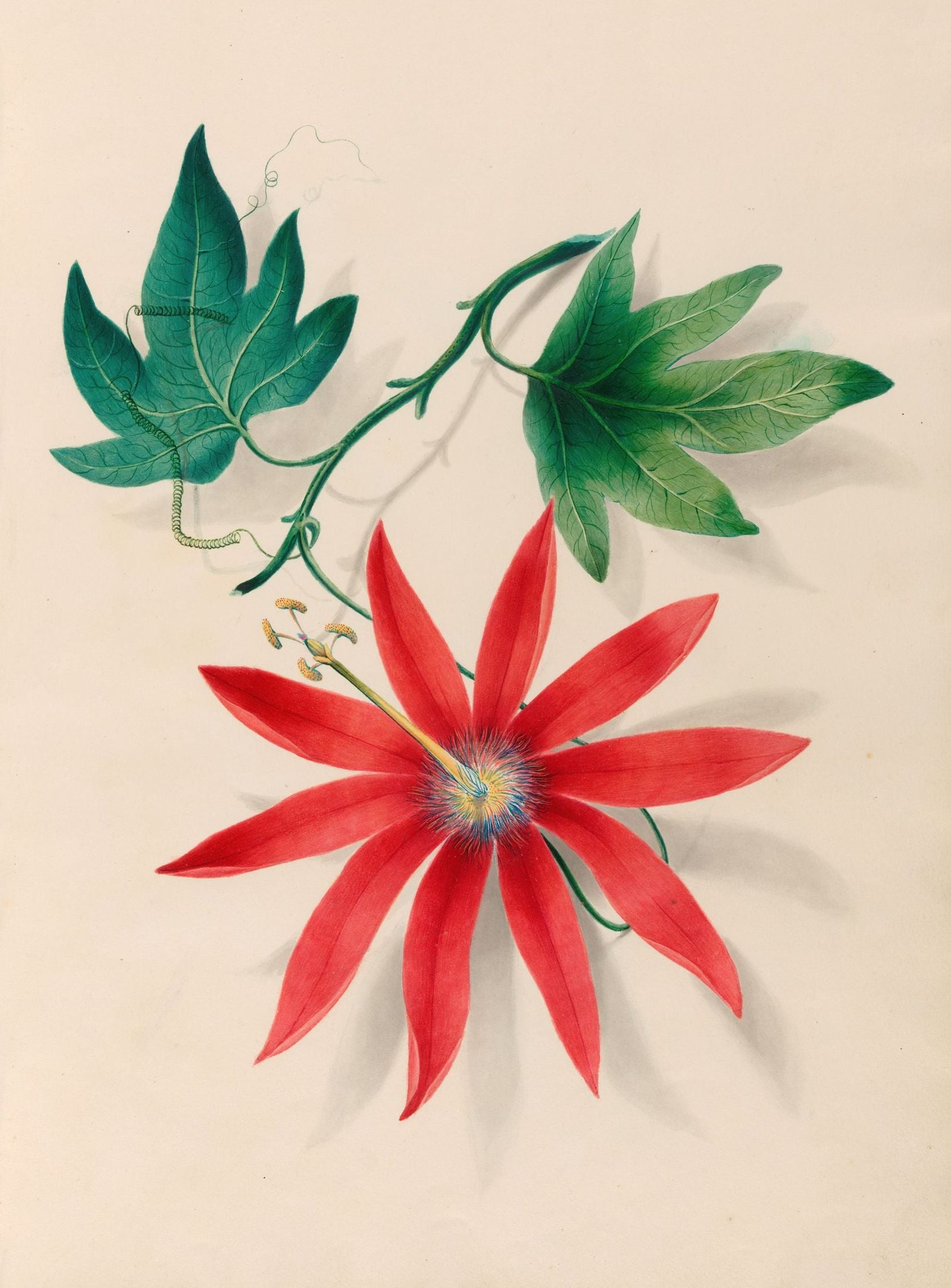 Red bloom on green vine
