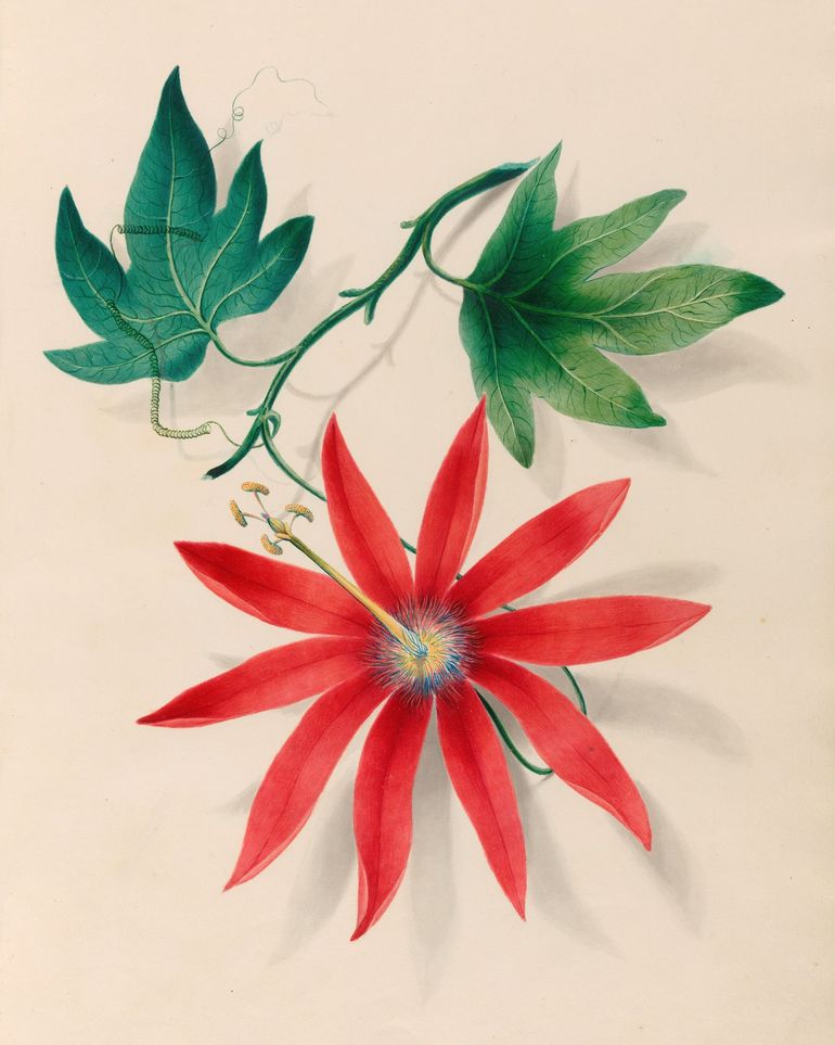 Red bloom on green vine