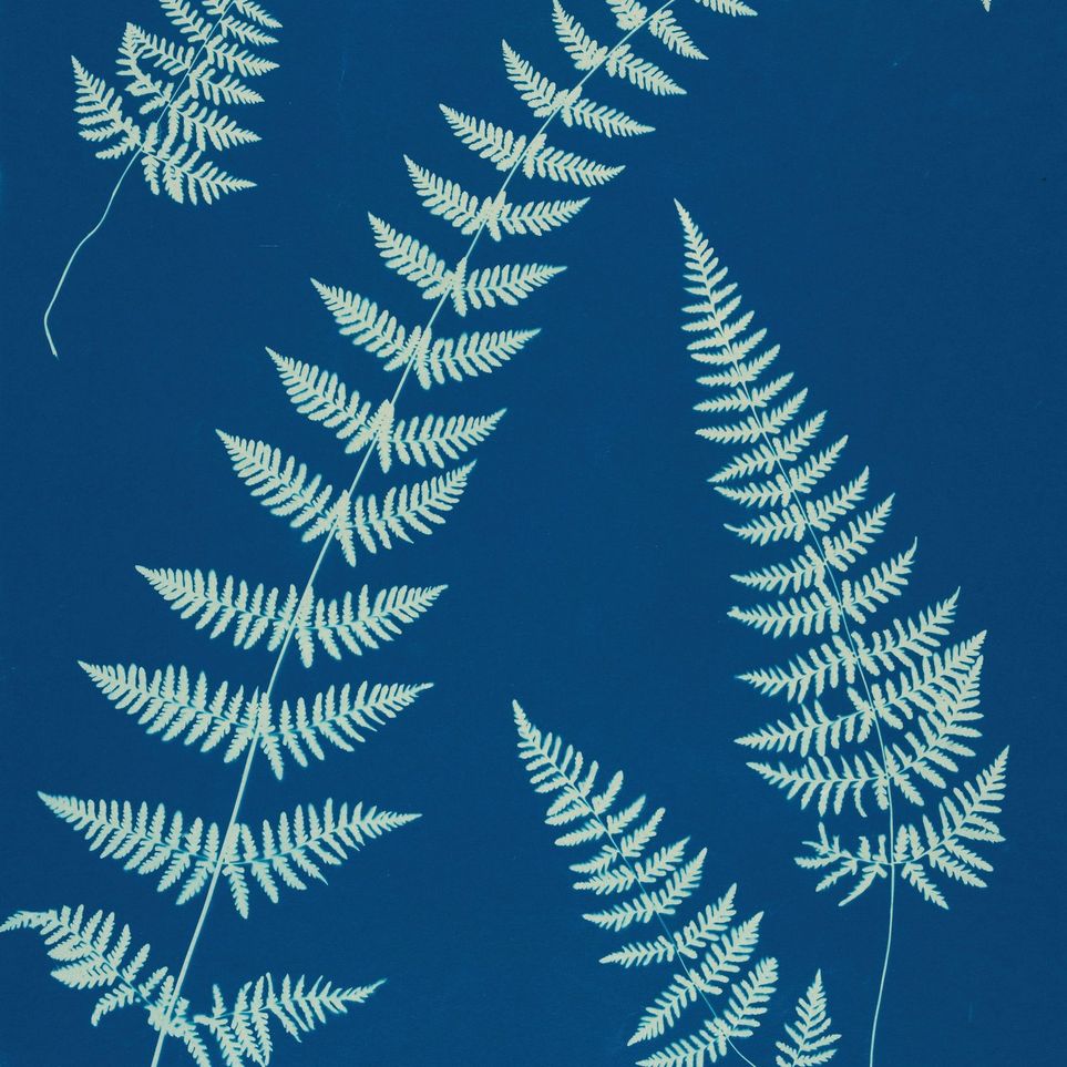 Fern shadows in blue