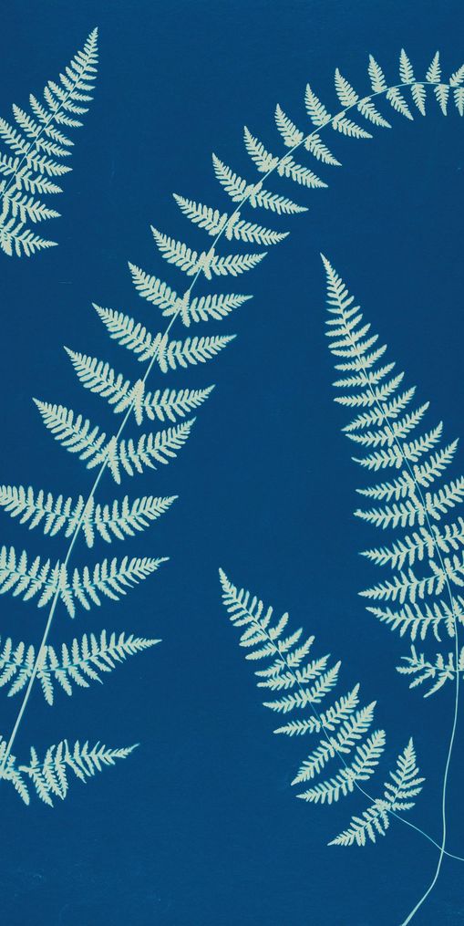 Fern shadows in blue