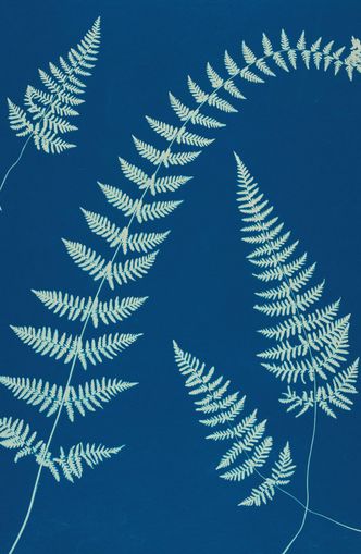 Fern shadows in blue