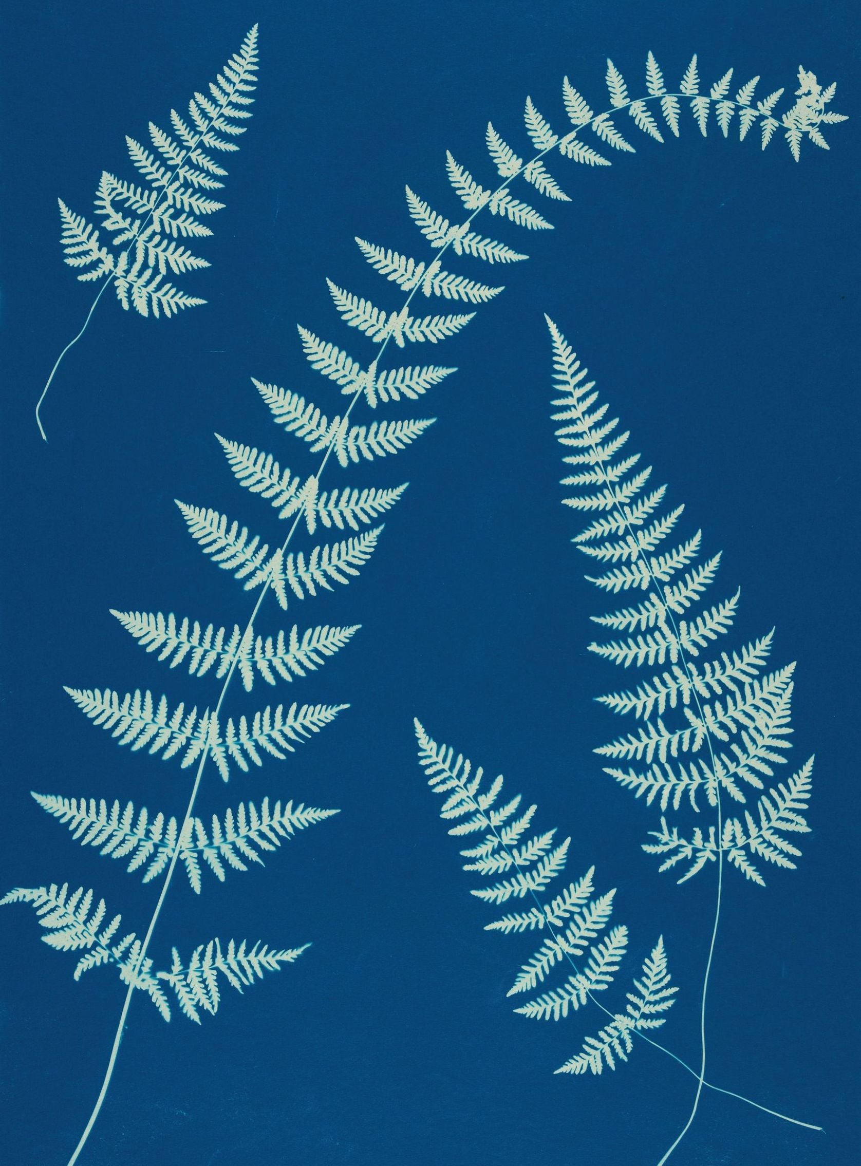 Fern shadows in blue