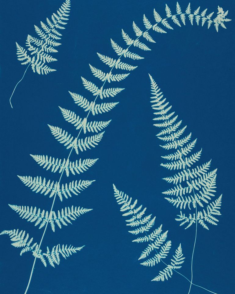 Fern shadows in blue