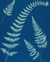 Fern shadows in blue