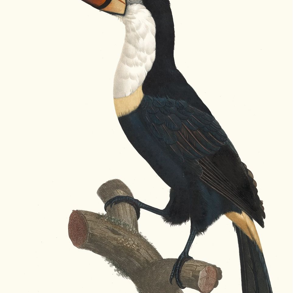 Hornbill on cut branch