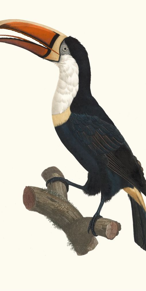 Hornbill on cut branch