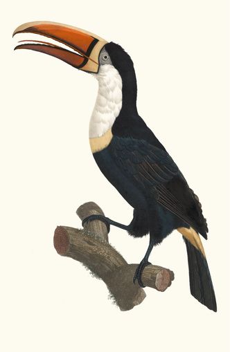 Hornbill on cut branch