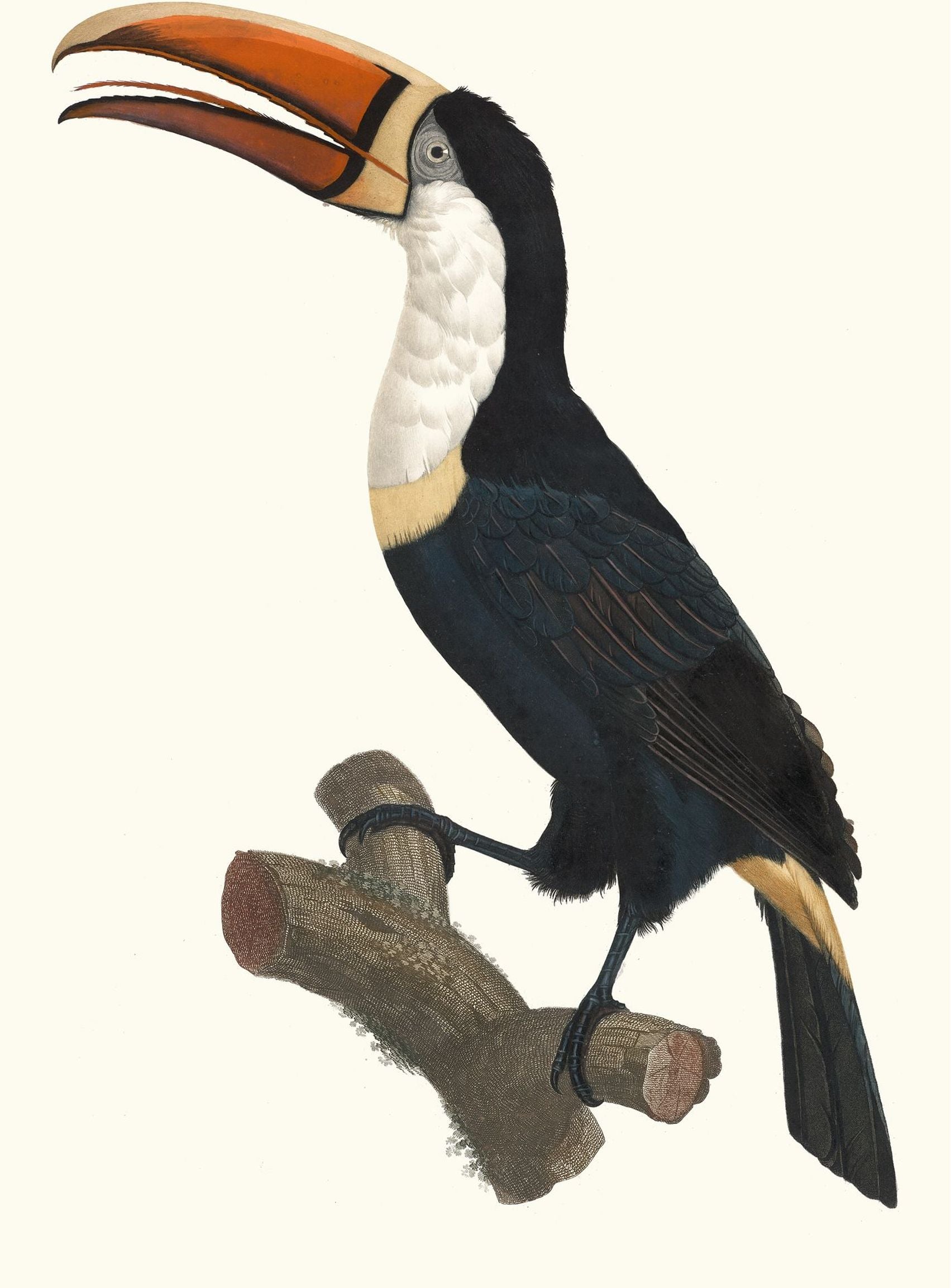 Hornbill on cut branch